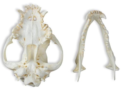 Czaszka psa domowego rasy Bokser 2 części 1584965274-2.jpg