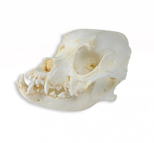 Czaszka psa domowego rasy Bokser 2 części 1584965274.jpg