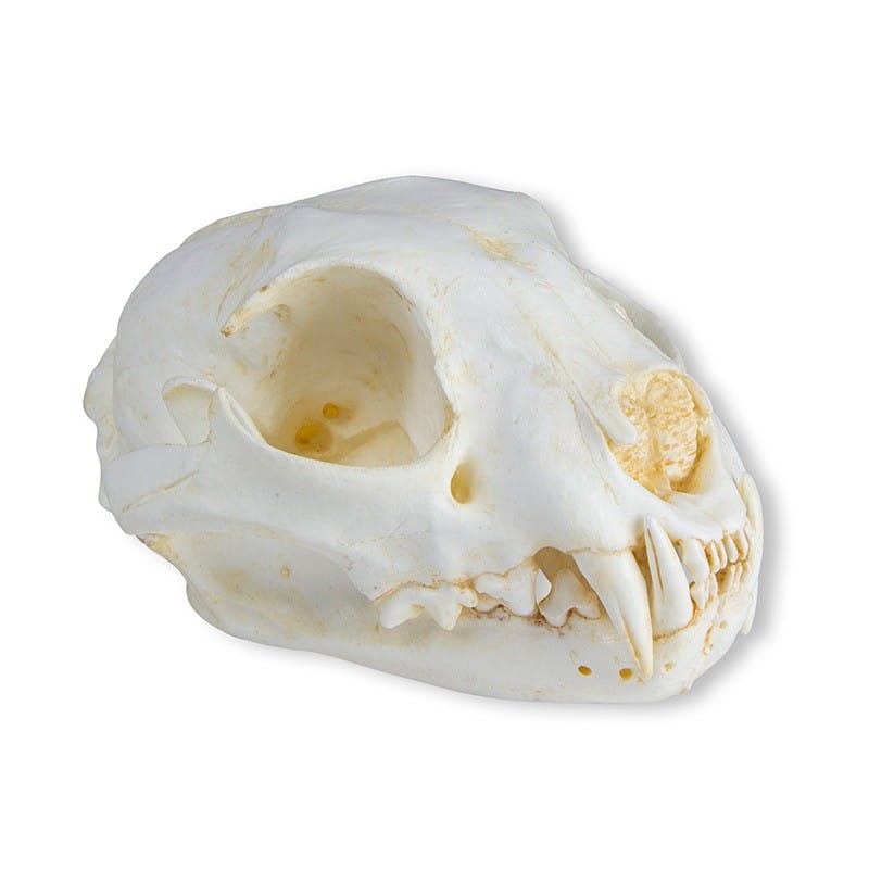 Model czaszki kota domowego w skali 1:1