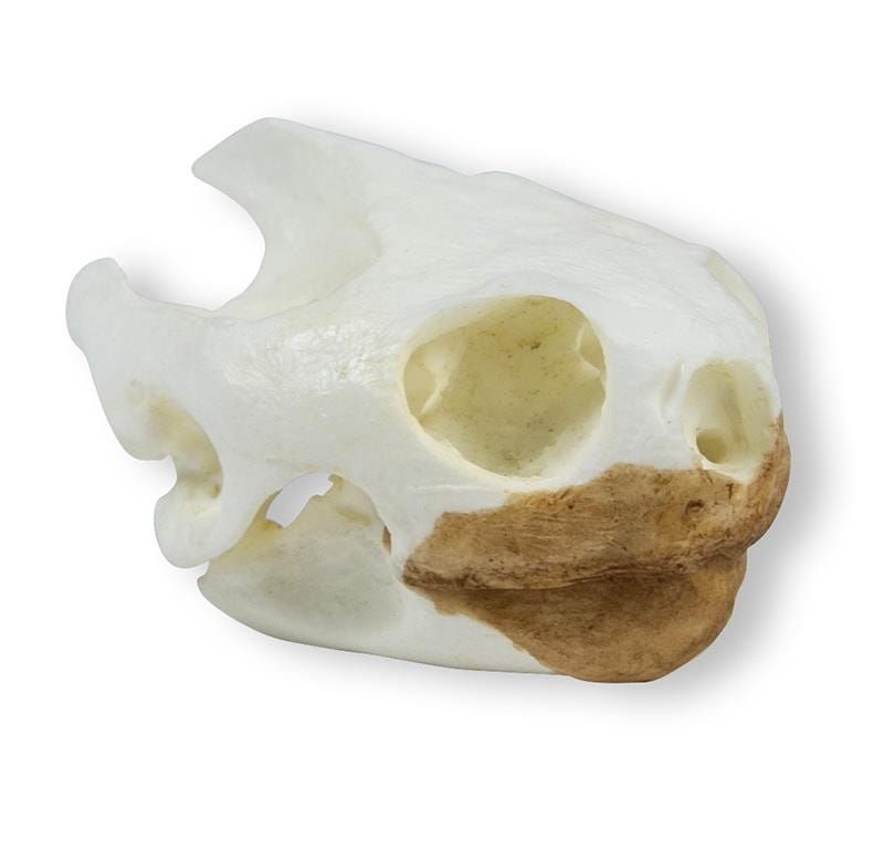 Model czaszki żółwia 4,5 cm