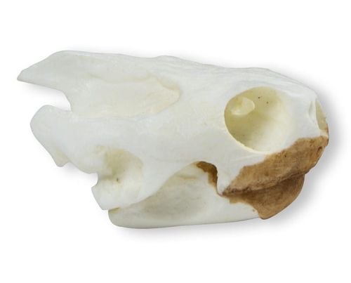 Model czaszki żółwia 4,5 cm 1664188085-2.jpg