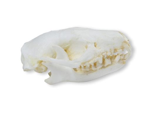 Model czaszki jeża 5,3 cm 1664187884.jpg