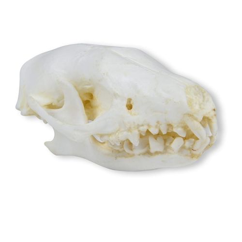 Model czaszki jeża 5,3 cm 1664187884-2.jpg