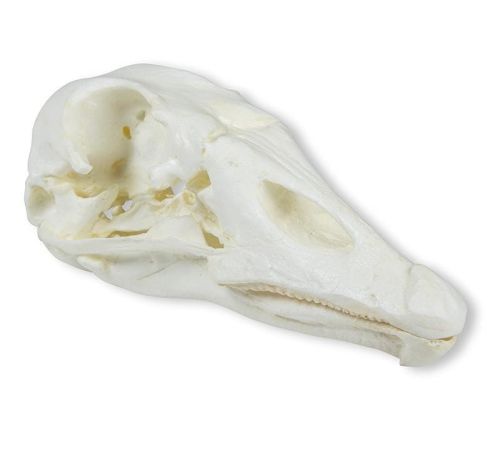 Model czaszki gęsi domowej 14 cm 1664187431.jpg