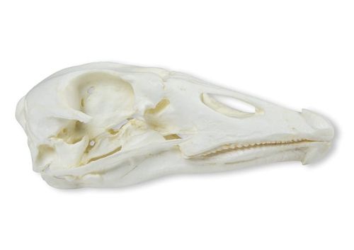 Model czaszki gęsi domowej 14 cm 1664187431-2.jpg