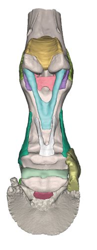 Model stopy konia w postaci wydruku 3D - Model 4 1512305117-2.jpg