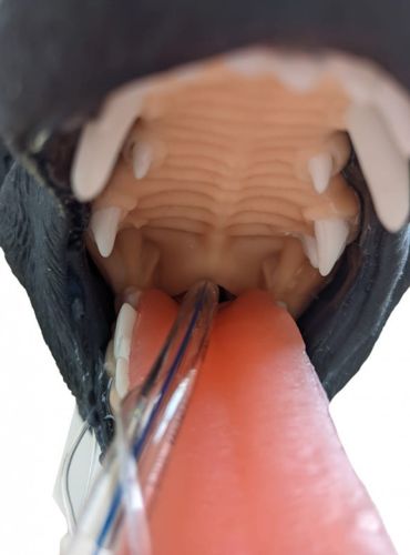 Trenażer głowy psa do intubacji 1646826203-9.jpg