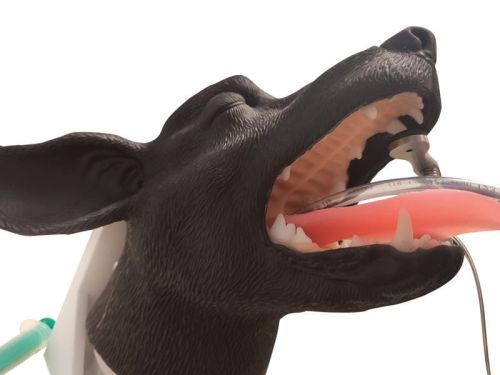 Trenażer głowy psa do intubacji 1646826203-10.jpg