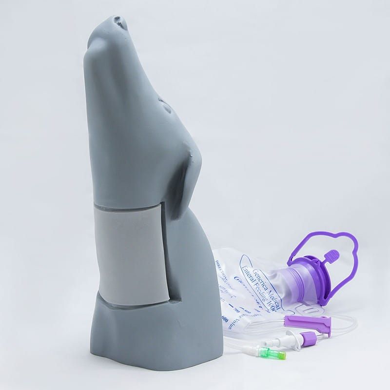 Symulator dostępu naczyniowego głowa psa