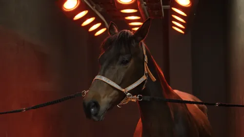 Solarium dla koni Basic TECHNOHORSE FINAL.00_01_10_17.Still005 kopia.webp