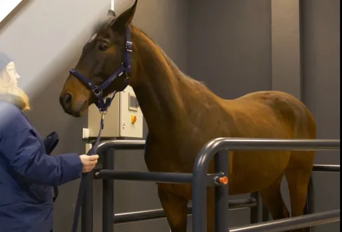 Platforma wibracyjna dla koni Basic Platforma wibracyjna dla koni Basic -1