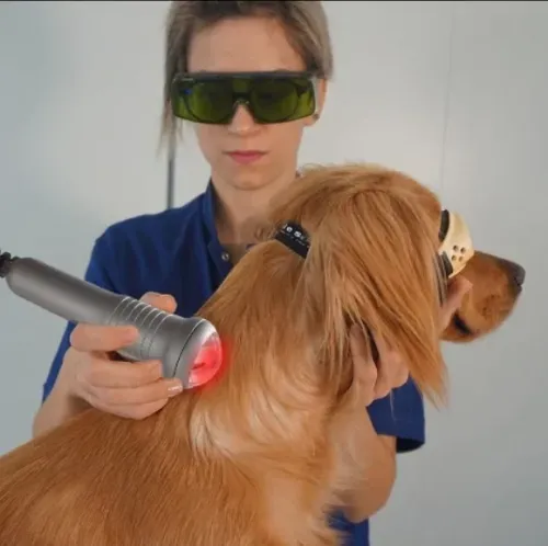 Laser weterynaryjny GOMECY 980nm Laser weterynaryjny GOMECY 980nm-1