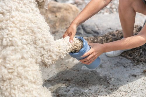 Czyścik do łap trixie PHO_IMAGE_DOG_Goldendoodle-Ole-Pfoten-reinigen-Pfotenreiniger-1_#SALL_#AWK_#V1.jpg