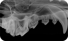 Ręczny aparat RTG Genoray VETERA PX sup_imgQ_img1.png