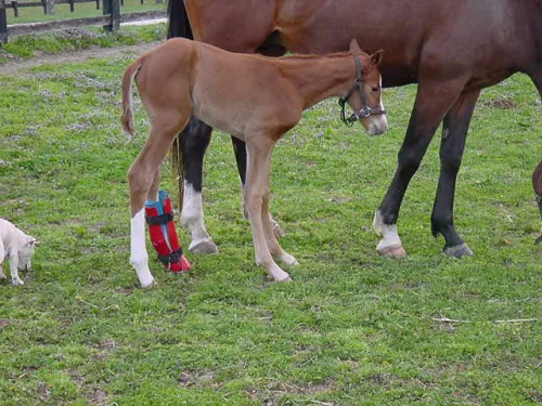But korekcyjny dla źrebiąt REDBOOT H13_Redboot_Corrective-Foal-Boot_5.jpg