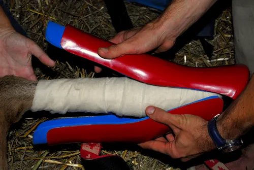 But korekcyjny dla źrebiąt REDBOOT H13_Redboot_Corrective-Foal-Boot_9_Web.webp