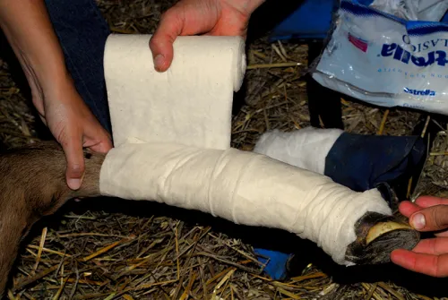 But korekcyjny dla źrebiąt REDBOOT H13_Redboot_Corrective-Foal-Boot_8_Web.webp