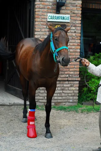 But uciskowy dla koni REDBOOT H13_Redboot_Emergency-Compression-Boot_5.jpg