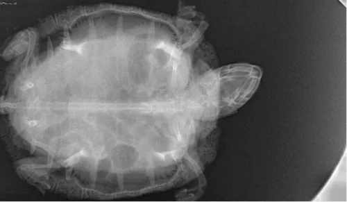 Radiografia cyfrowa i-SENSOR Pluto0006X WhatsApp Image 2026-09-23 at 11.50.05.jpeg
