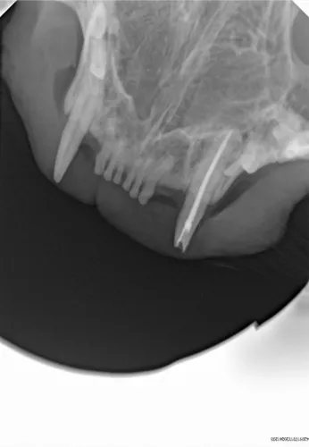 Radiografia cyfrowa i-SENSOR Pluto0006X WhatsApp Image 2026-09-23 at 11.49.29.jpeg