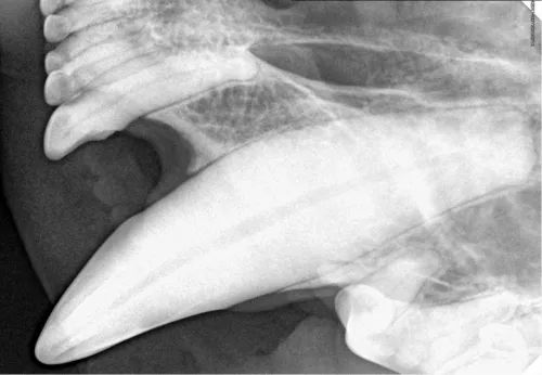 Radiografia cyfrowa i-SENSOR Pluto0006X WhatsApp Image 2026-09-23 at 11.49.04.jpeg