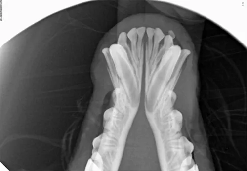 Radiografia cyfrowa i-SENSOR Pluto0006X WhatsApp Image 2026-09-23 at 11.48.54.jpeg