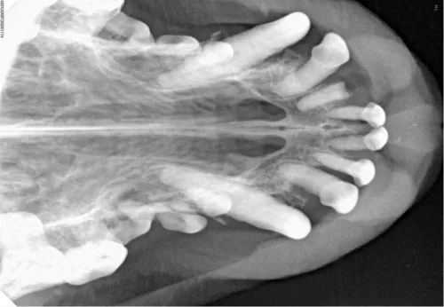 Radiografia cyfrowa i-SENSOR Pluto0006X WhatsApp Image 2026-09-23 at 11.48.45.jpeg