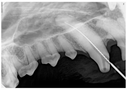 Radiografia cyfrowa i-SENSOR Pluto0006X WhatsApp Image 2026-09-23 at 11.48.35.jpeg