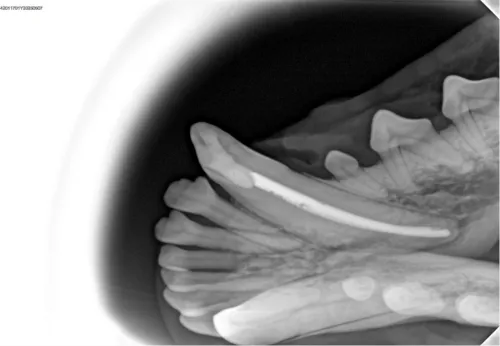 Radiografia cyfrowa i-SENSOR Pluto0006X WhatsApp Image 2026-09-23 at 11.48.26.jpeg