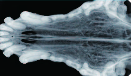 Radiografia cyfrowa i-SENSOR Pluto0006X pies.jpeg