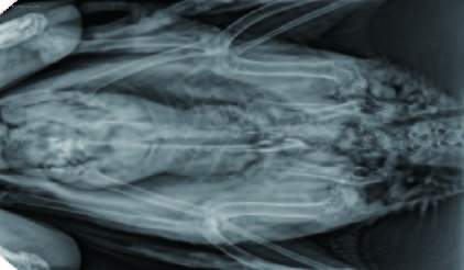 Radiografia cyfrowa i-SENSOR Pluto0006X Papuga.jpeg