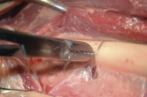 Kleszcze do drutów ortopedycznych TC kleszcze do drtów ortopedycznych TC-3.jpg