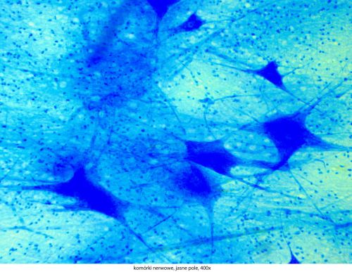 Mikroskop Delta Optical Genetic Pro Bino Delta-Optical-Genetic-Pro-Bino-13.jpg