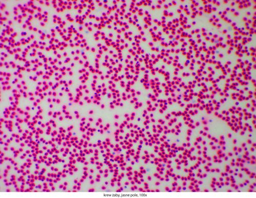 Mikroskop Delta Optical Genetic Pro Bino Delta-Optical-Genetic-Pro-Bino-12.jpg