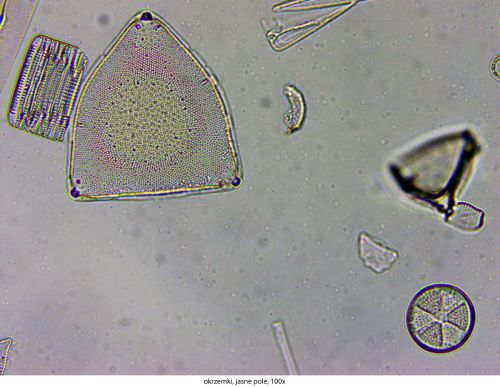 Mikroskop Delta Optical Genetic Pro Bino Delta-Optical-Genetic-Pro-Bino-10.jpg