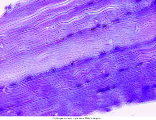 Mikroskop Delta Optical Genetic Pro Bino Delta-Optical-Genetic-Pro-Bino-9.jpg