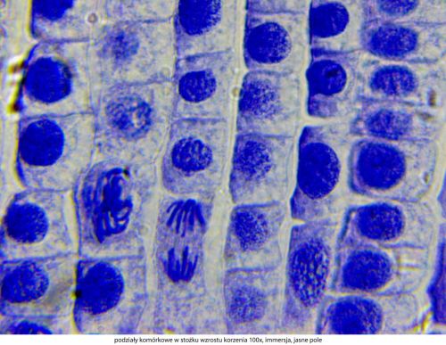 Mikroskop Delta Optical Genetic Pro Bino Delta-Optical-Genetic-Pro-Bino-8.jpg