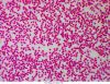 Delta-Optical-Genetic-Pro-Bino-12.jpg