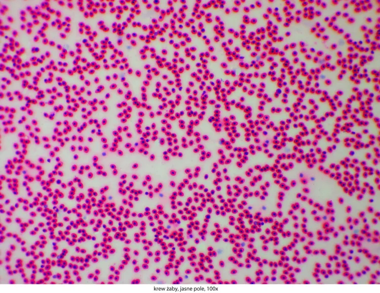 Delta-Optical-Genetic-Pro-Bino-12.jpg