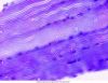 Delta-Optical-Genetic-Pro-Bino-9.jpg