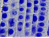 Delta-Optical-Genetic-Pro-Bino-8.jpg