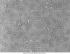 Delta-Optical-Genetic-Pro-Bino-6.jpg