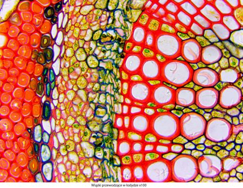 Mikroskop Delta Optical Genetic Pro Trino Delta-Optical-Genetic-Pro-Bino-5.jpg