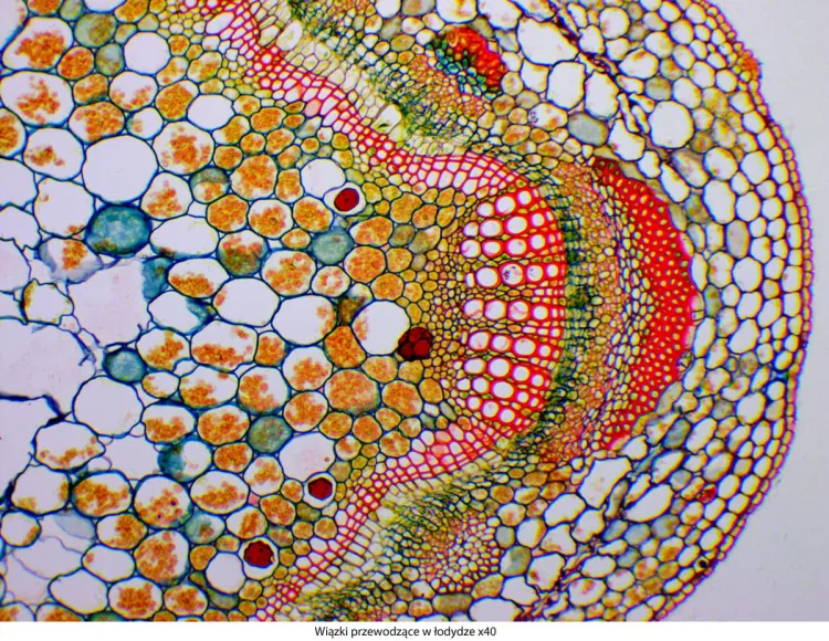 Delta-Optical-Genetic-Pro-Bino-4.jpg