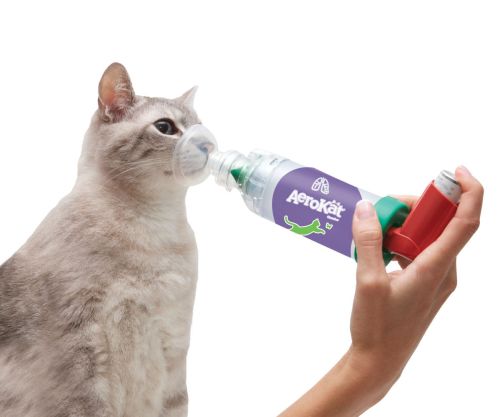 Inhalator AeroCat dla kotów zastosowanie-aerokat-na-kocie.jpg