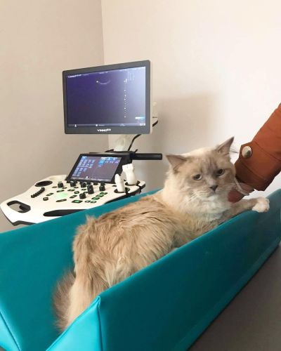 Pozycjoner diagnostyczny M Diagnostic positioner 5-min.jpg