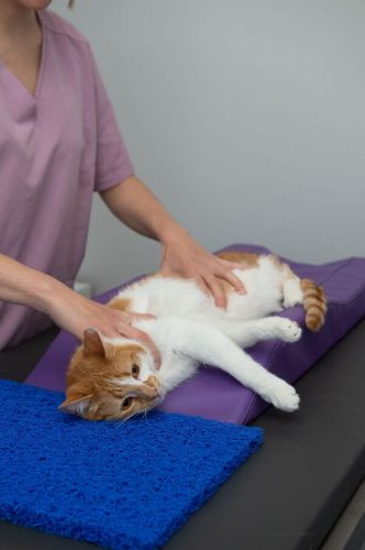 Pozycjoner stomatologiczny płaski M SCH0756-600x902.jpg