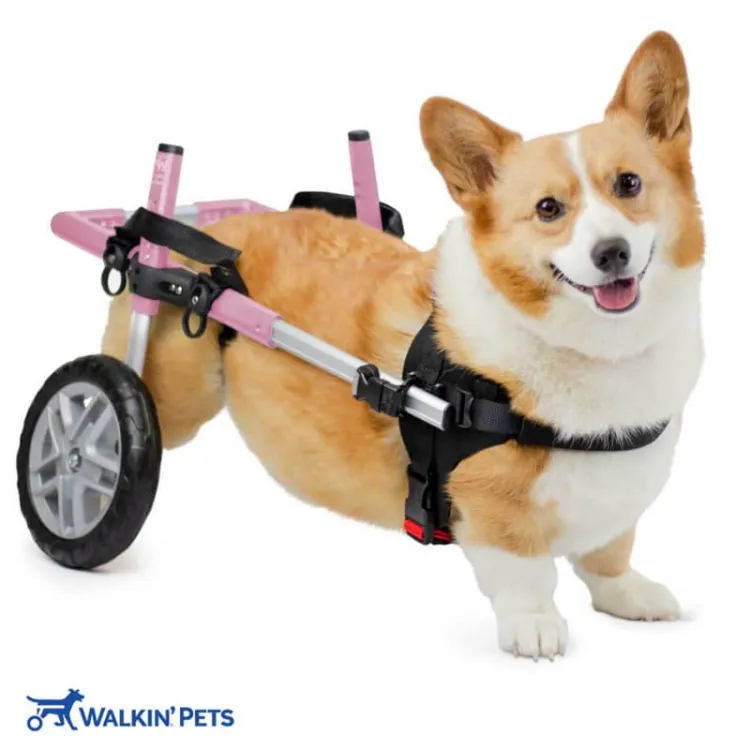 walkinpets-wozek-dla-psa-corgie-dla-psow (1).jpg