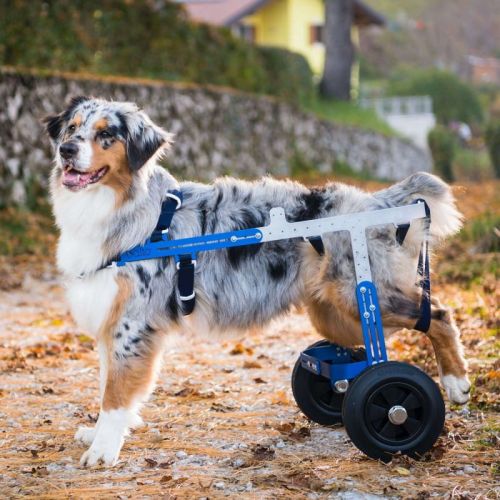 balto-off-road-wozek-terenowy-dla-psa-s-m-l.jpg