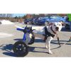 walkinpets-wozki-inwalidzkie-sredni-rozmiar-12-31-kg (3).jpg